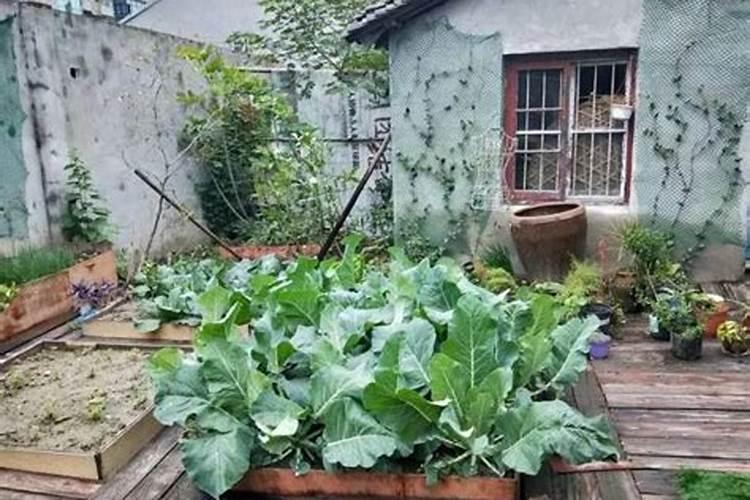 高层下一楼后院别人种菜风水好吗