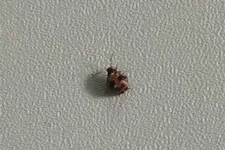 家里突然有虫子预示着什么