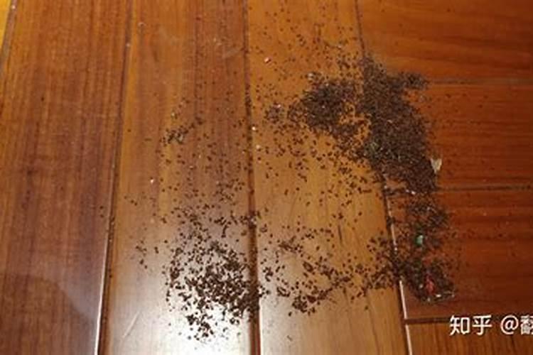 房子里有虫子怎么办？