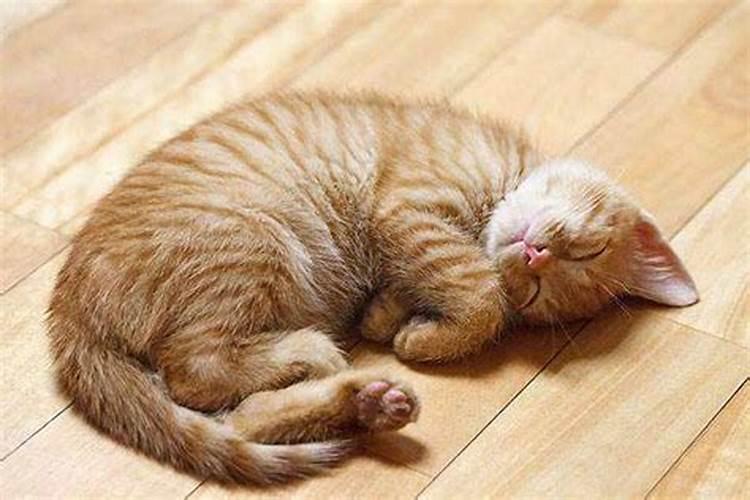 屋顶上有猫便会带来坏风水吗