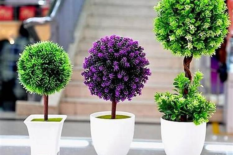 室内养什么花最好旺财又好养,家里种花风水好招财进宝？