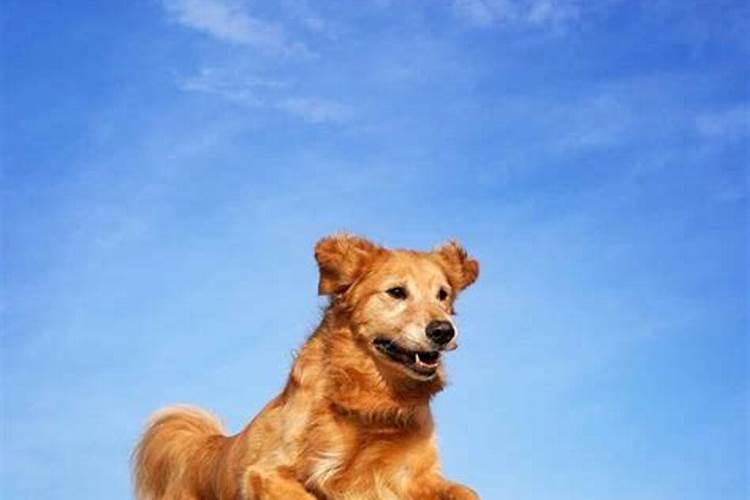 金毛犬的名字有没有什么讲究呢？
