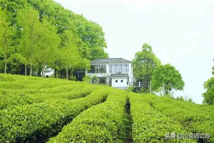 重庆永川旅游:茶山竹海国家森林公园