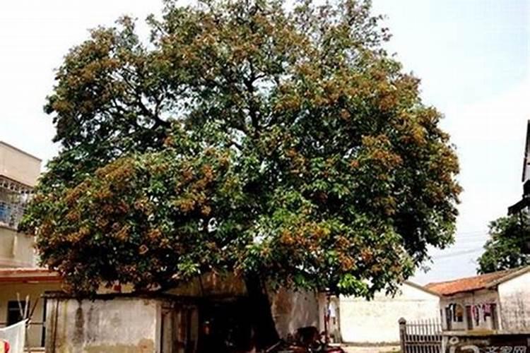 院子西边种什么树风水好 院子西边种哪些树风水好