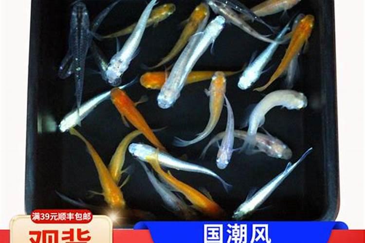 好养的冷水观赏鱼大全