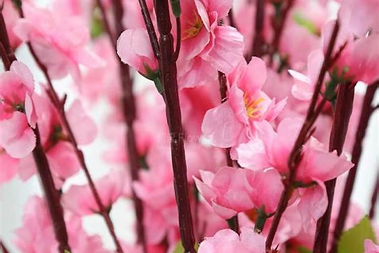 家里放假桃花有什么风水讲究 假桃花会招假风水？