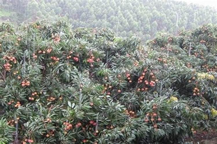 家里种荔枝树风水好吗 家里种荔枝树风水好不好