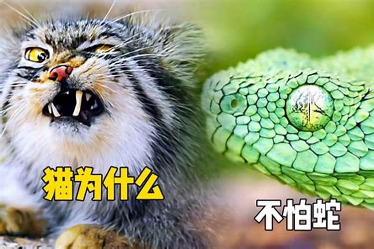 坟地出现青蛇风水好吗
