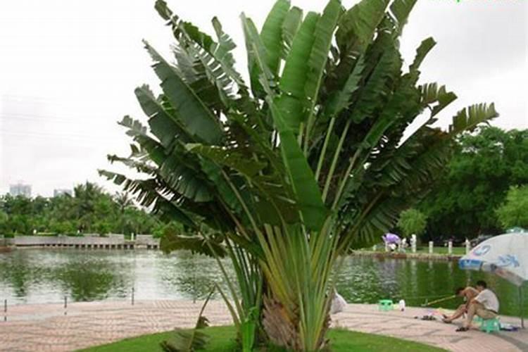仿真植物一般都用在什么地方？