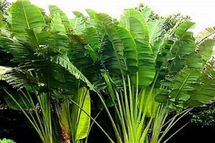 为什么办公室需要多种花卉,什么植物适合办公空间