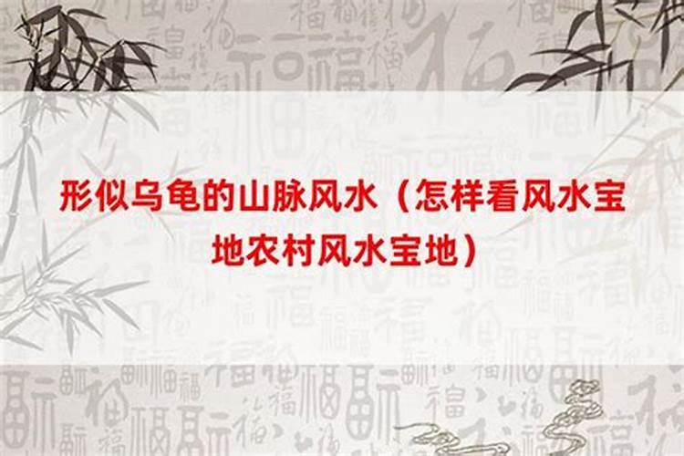 乌龟壳放家里有什么忌讳？