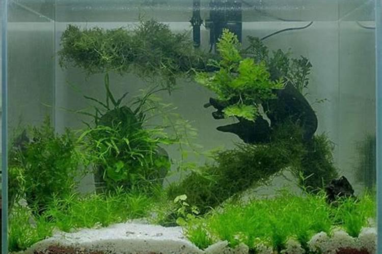 风水鱼缸什么材质最旺