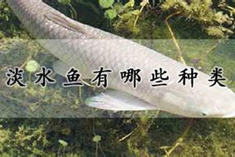 什么小型鱼风水最旺