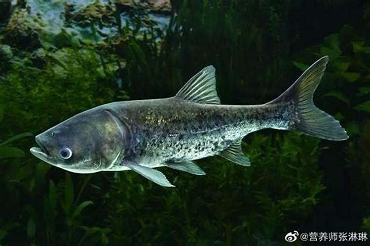 养什么招财鱼最旺财