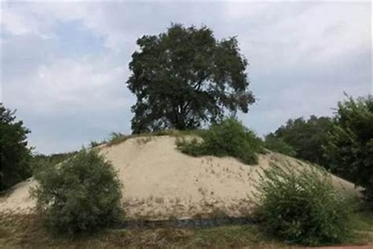 风水习俗老家的田地里坟头上种什么树好,松树柏树可以吗,吉利吗？犯什么...