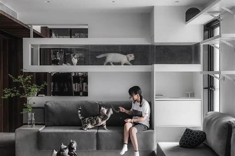客厅放猫笼子风水禁忌
