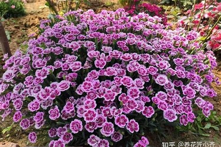 家里养什么花好 旺财 风水