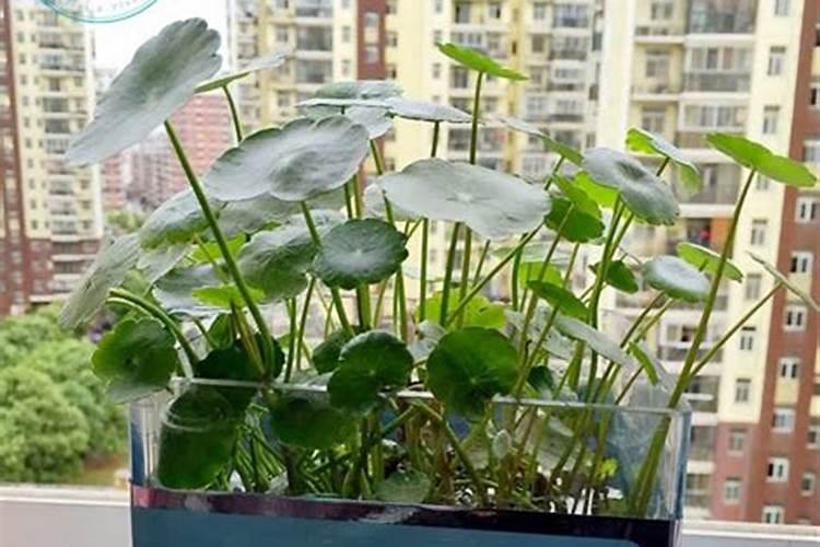 大门口放什么植物