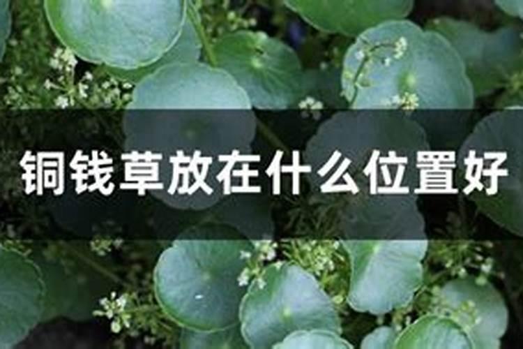 十种招鬼的花是什么？