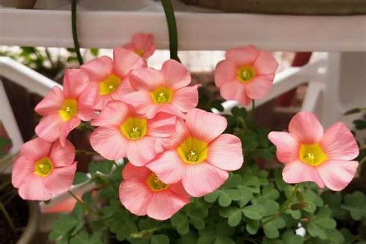 兔年养什么花最旺风水最好