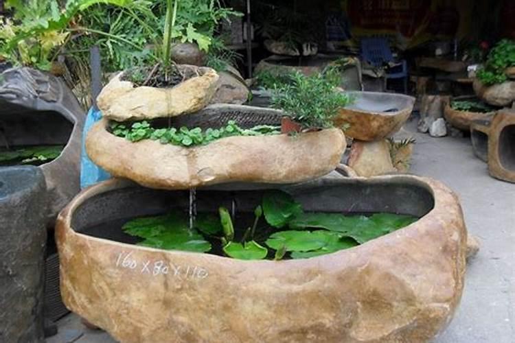 泰国斗鱼怎么养,泰国斗鱼的风水作用