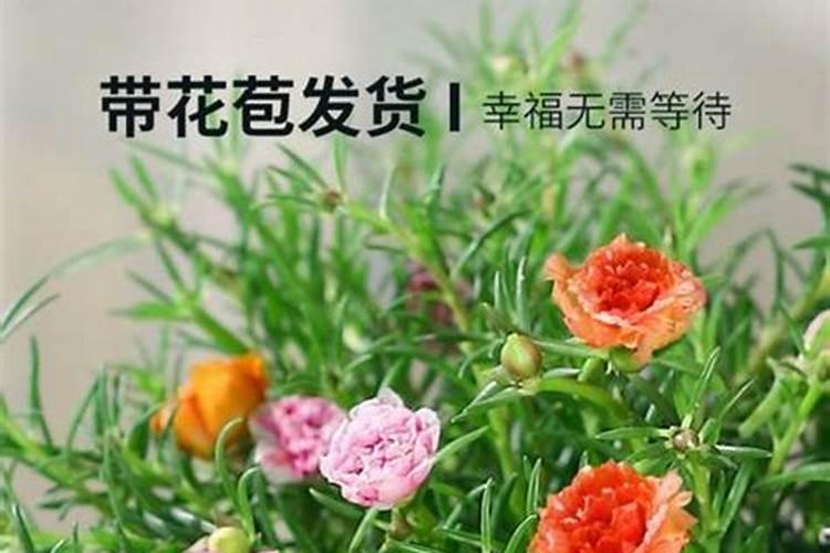 家里种太阳花吉利吗？