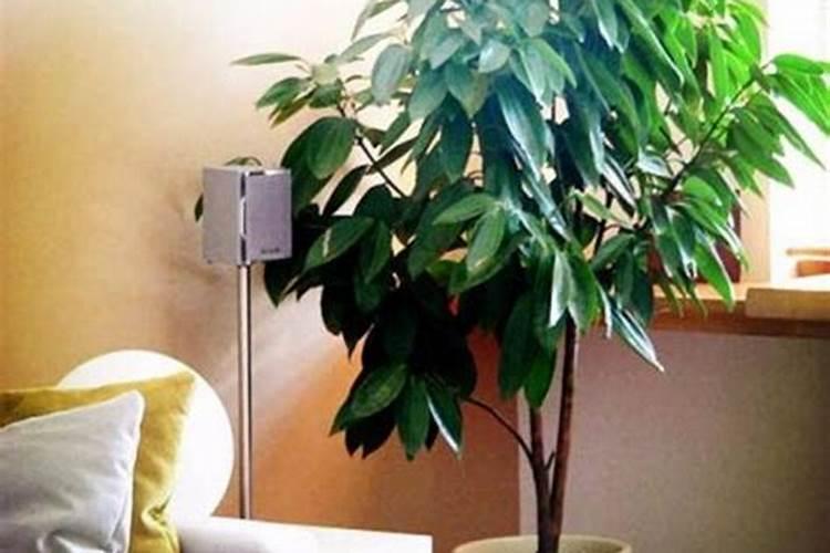 客厅摆放什么仿真花蕞吉利,茶几上摆放什么花风水好