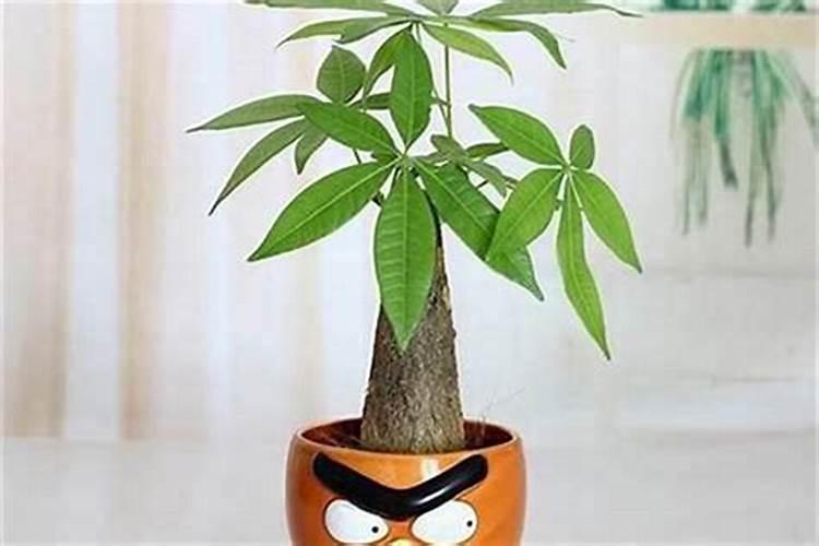 招财树摆放风水