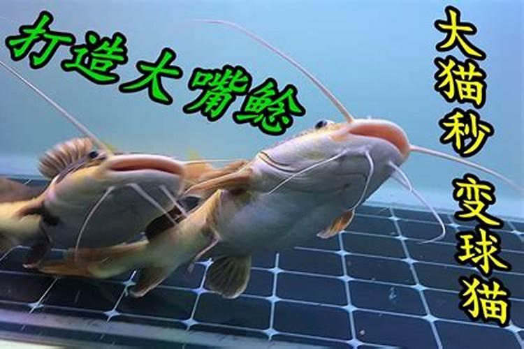 招财鱼晚上要不要开灯,鹦鹉鱼和招财雨在鱼缸晚上需要开灯吗