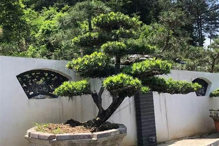 在院宅里埋上盘子在风水学上怎么解释