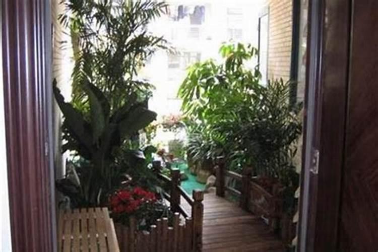 屋门口放什么花儿最旺风水