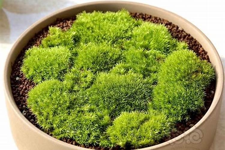 苔藓风水学和寓意