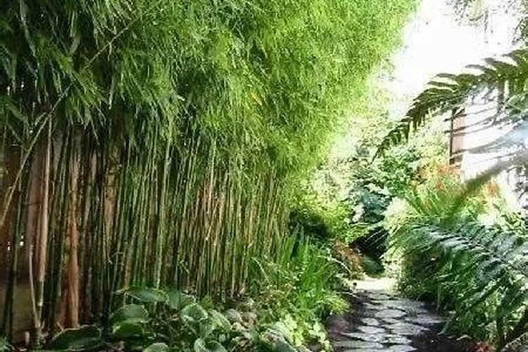 庭院种竹子的风水讲究