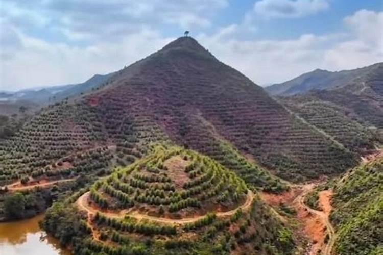 房子后面有墓地种什么树避邪风水好？