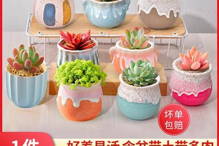 多肉风水摆放禁忌？