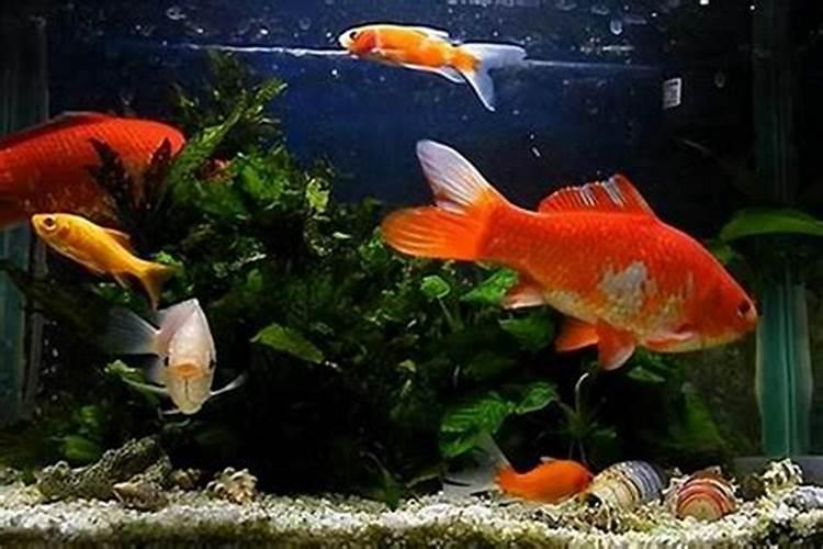 养鱼的风水有什么讲究