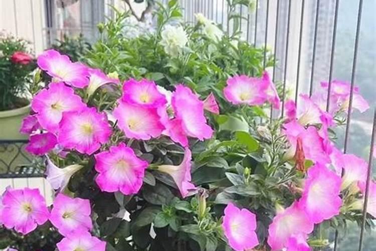 窗台种什么花最旺风水