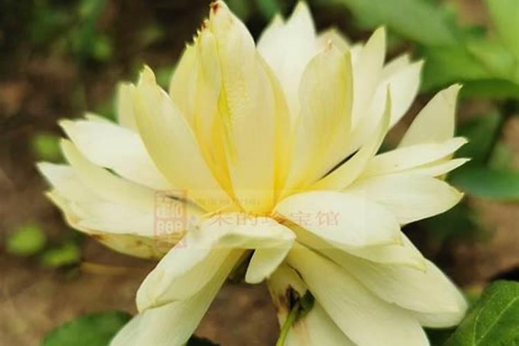 荷花适合放办公室吗