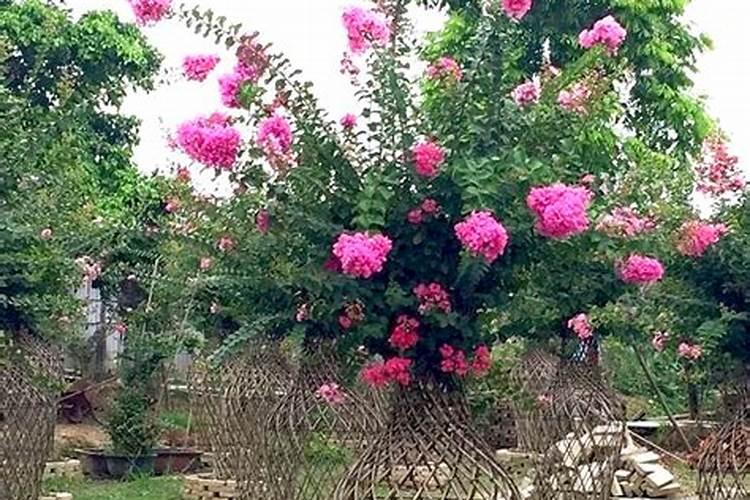 紫薇适合北方种植吗？紫薇树适合在哪里种植？