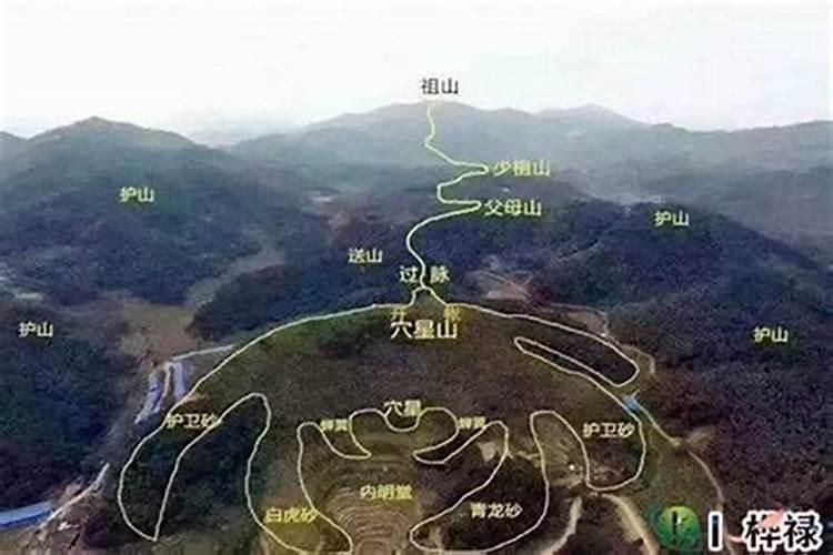 墓地种什么花草旺后人