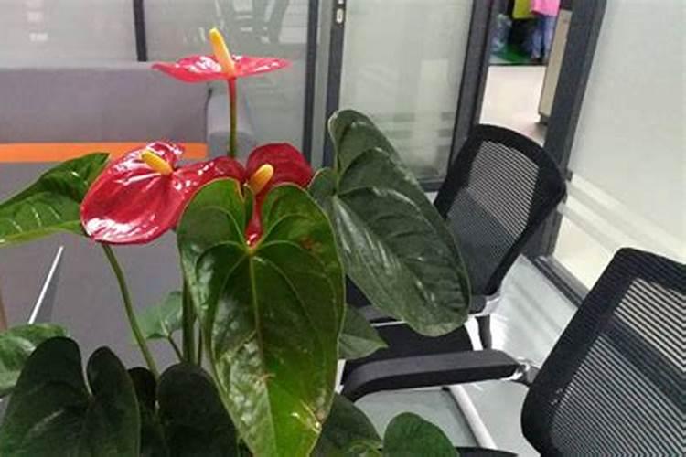 办公桌放什么花最旺财