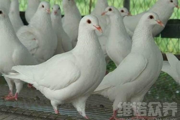 家里养什么鸽子最旺财吉利
