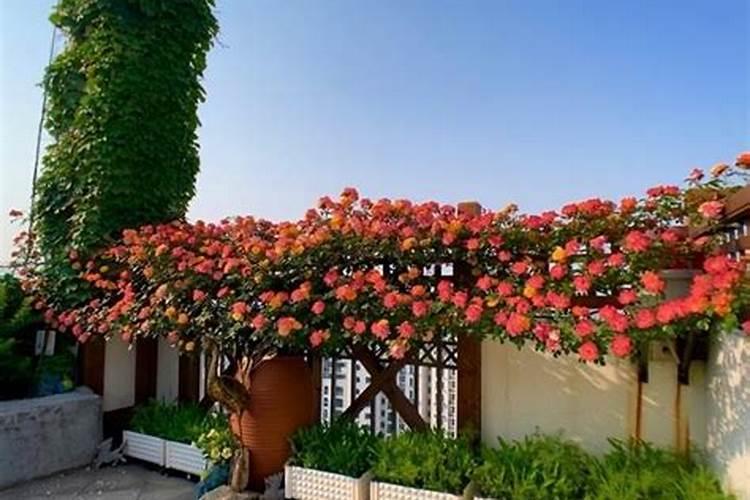 家门口的花圃种什么好