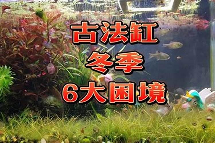 说说看生态鱼缸摆设哪个位置风水好