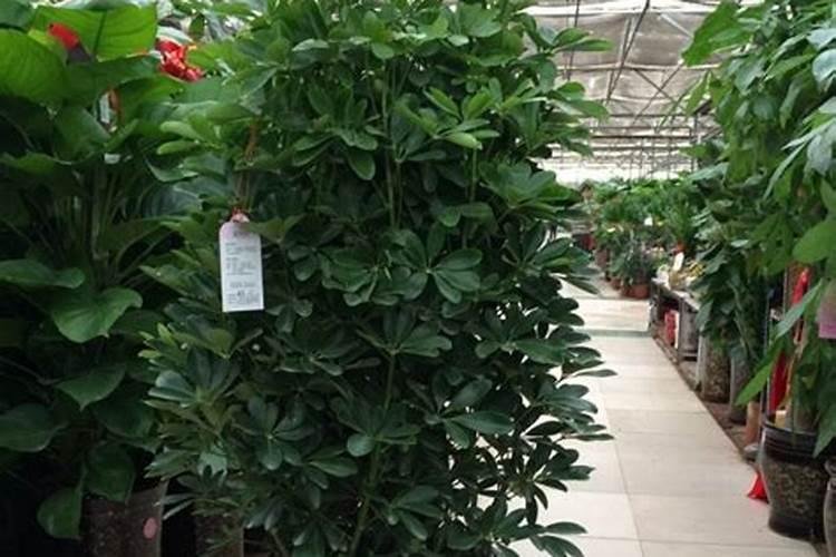 女装店放什么植物招财 女装店放哪些植物招财