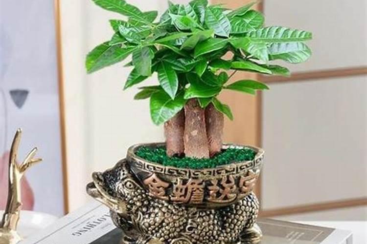 绿植放在什么位置最旺财