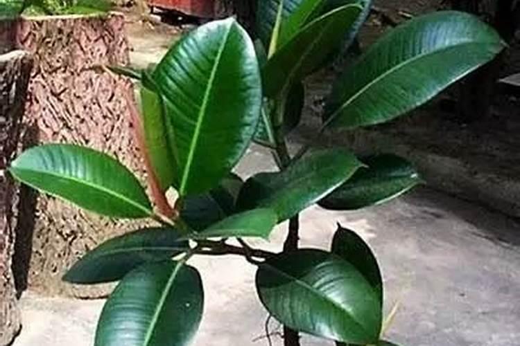 客厅摆放绿植要小心这三点忌讳,全避开了才能真正旺财招财!