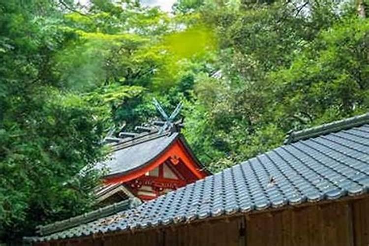 客厅沙发角放什么最旺