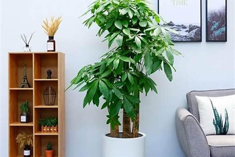 家中养什么植物聚财旺财