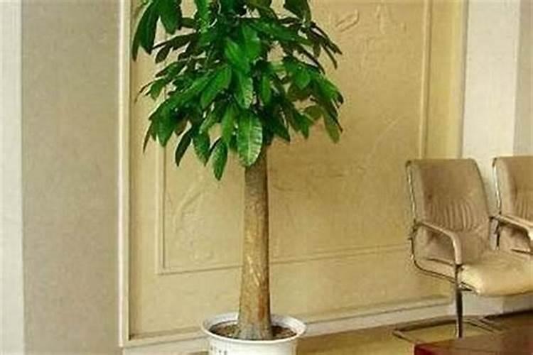 家里放什么植物最旺财,带来美好的寓意(8种植物)